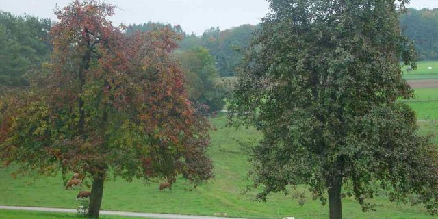 Prägen vielerorts die Landschaft: Hochstammobstbäume. (Bild BauZ)