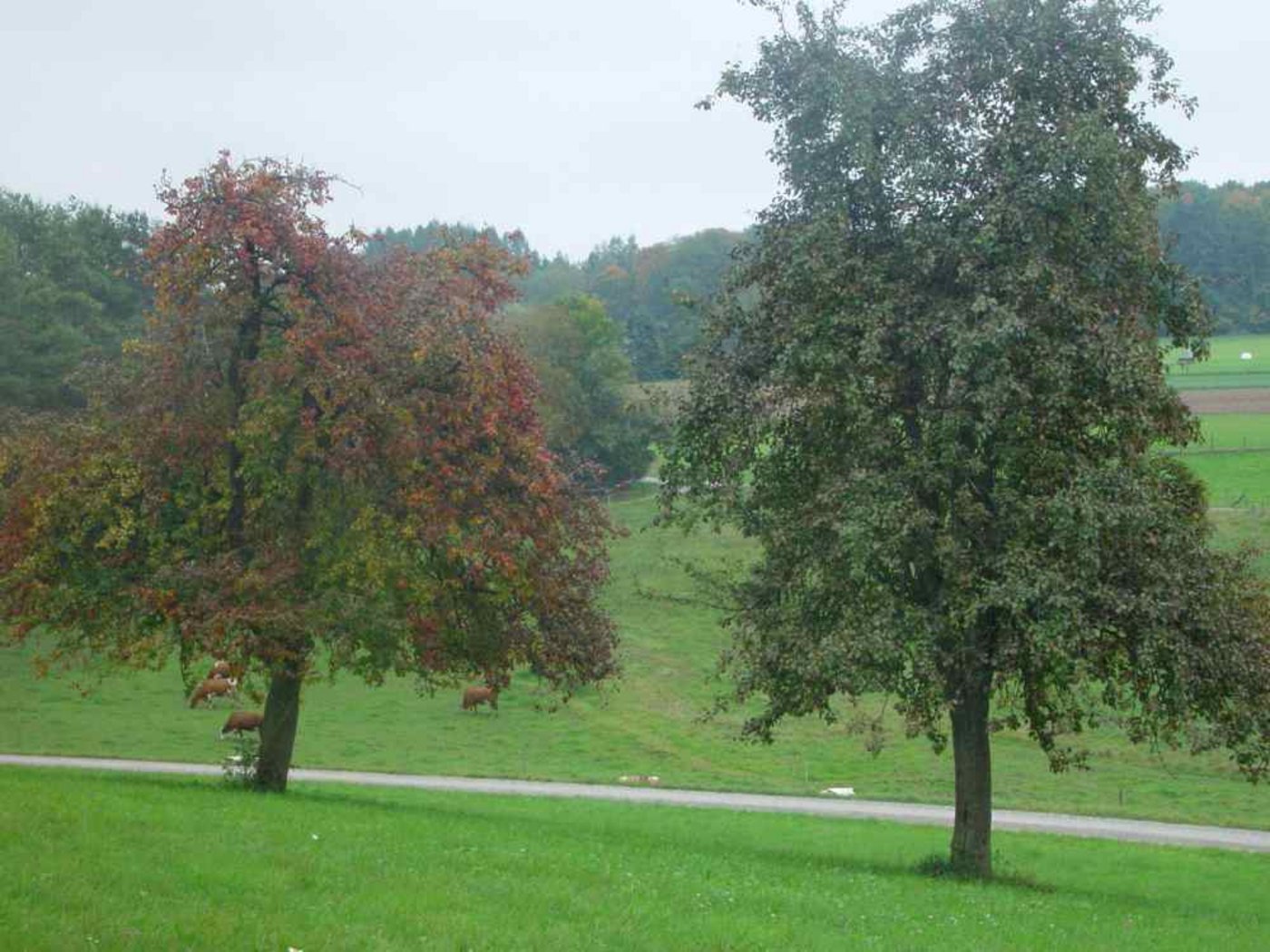 Prägen vielerorts die Landschaft: Hochstammobstbäume. (Bild BauZ)