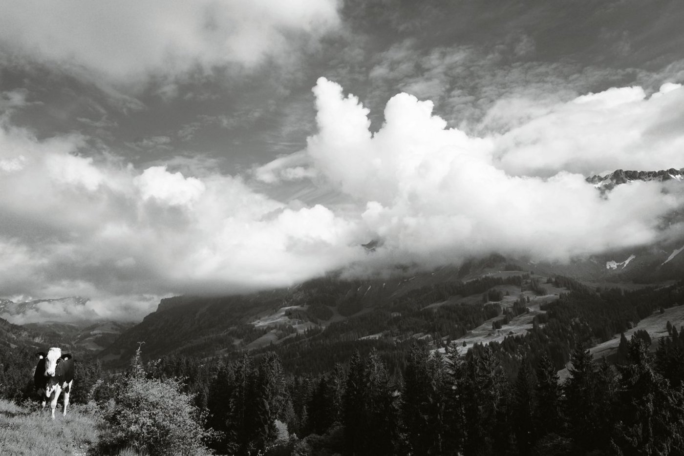 «Hier, an den Hängen rund um Trittschwendi, war sie inmitten ihrer Freunde»: Die verlorene Kuh hat sich für ihren Ausflug einen guten Platz ausgesucht. (Bild Pinaki)