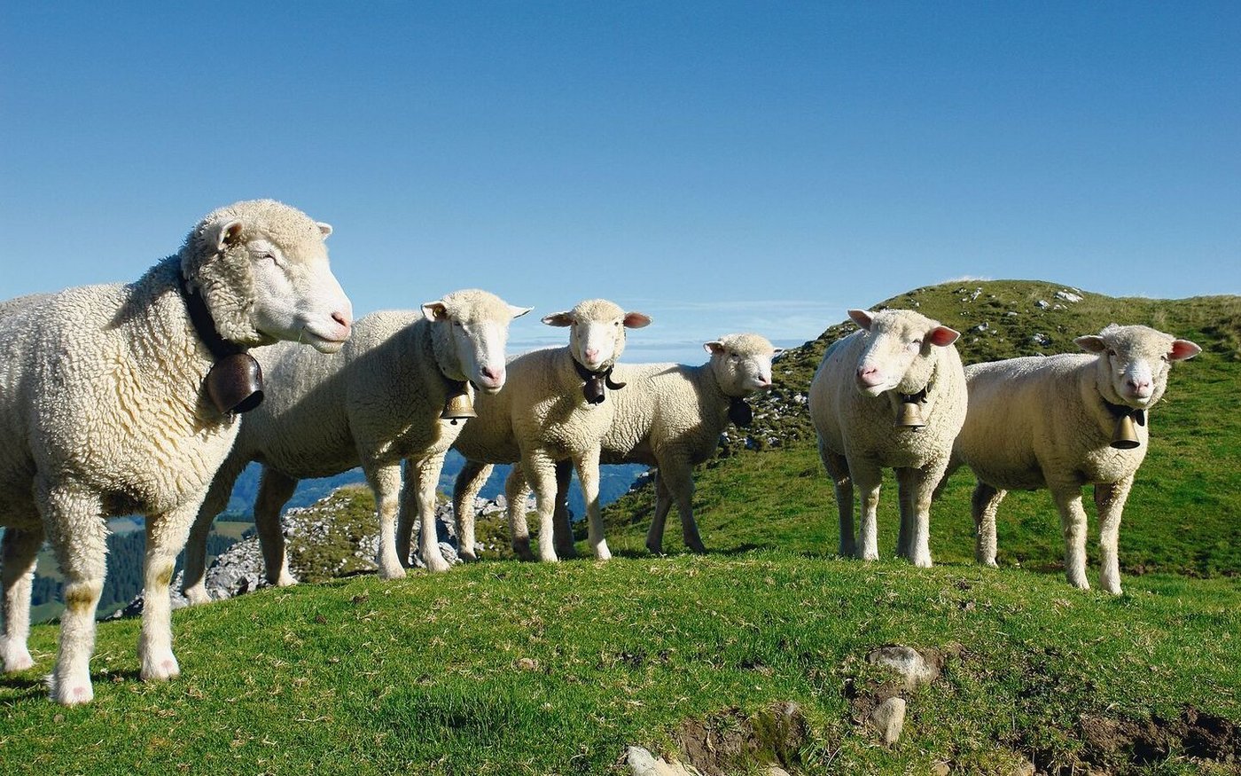 Gämsblindheit: Auch nicht sichtbar erkrankte Tiere können den Erreger ausscheiden. Eine Impfung ist nicht möglich.