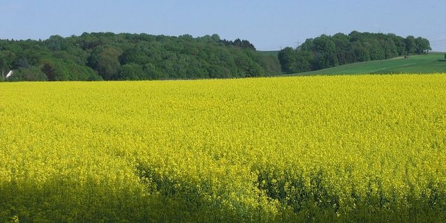 Laut Prognosen soll Russland 51% mehr Raps als im Vorjahr exportieren. (Bild Pixabay)