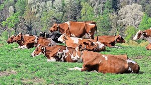 Wie lange sollen Mil Wie lange sollen Milchkühe galt stehen? Dozent Samuel Kohler hat eine seiner letzten Arbeiten in eine verkürzte Galtzeit investiert.