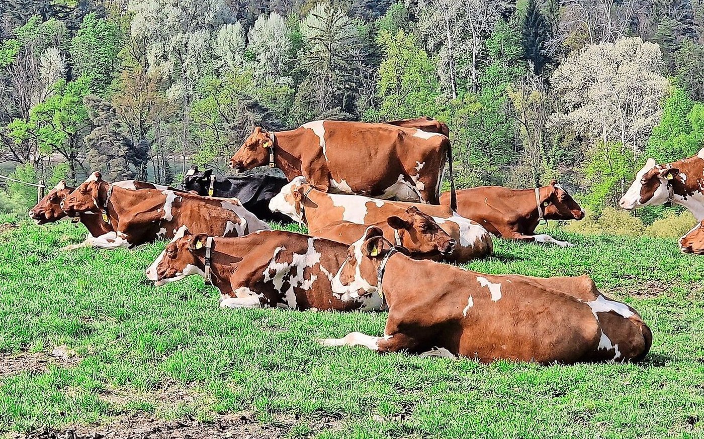 Wie lange sollen Milchkühe galt stehen? Dozent Samuel Kohler hat eine seiner letzten Arbeiten in eine verkürzte Galtzeit investiert. 