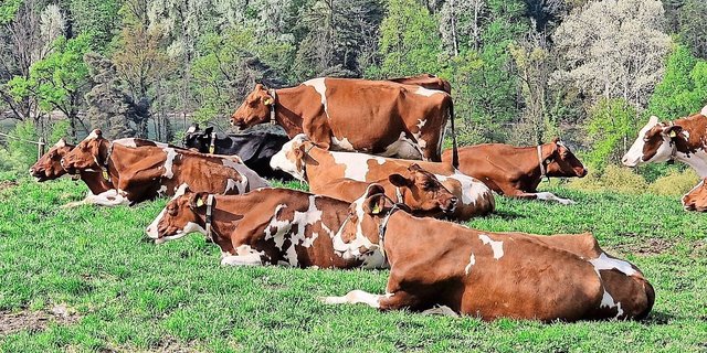 Wie lange sollen Milchkühe galt stehen? Dozent Samuel Kohler hat eine seiner letzten Arbeiten in eine verkürzte Galtzeit investiert. 