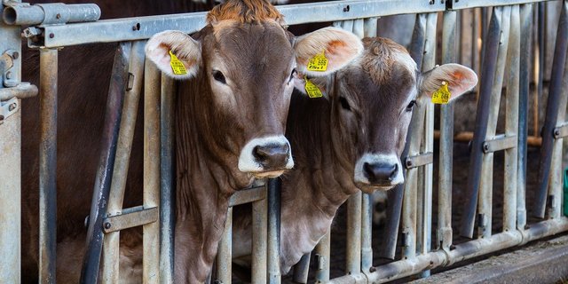 Die Ergebnisse des Projekts ReLait zeigen, dass die Tiergesundheit trotz Antibiotikareduktion auferhalten bleiben könne. (Bild pixabay)