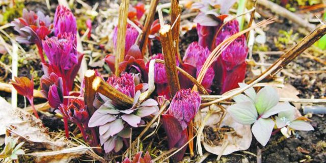 Die Schönheit des Austriebs im Vorfrühling: Bei der Staudenpflege werden die alten Stängel nun endgültig entfernt. (Bild Ruth Bossardt)