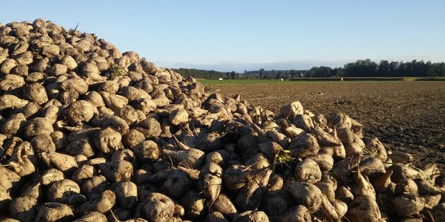 Die Bio-Rüben weisen insgesamt einen durchschnittlichen Zuckergehalt von 17,9 Prozent aus. (Symbolbild lid/ji)