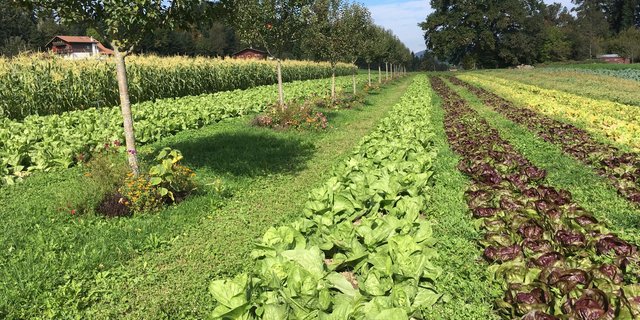 Agroforst-Systeme bieten für diverse Vogel-, Insekten- und Reptilienarten neue Habitate. Im Bild Obstbäume kombiniert mit Gemüsebau. (Bild Bernhard Hänni)