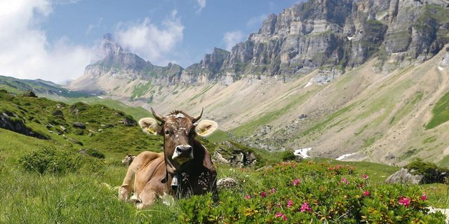 Gesunde Rinder auf der Alp machen sowohl den Hirten wie auch den Tierbesitzern Freude.