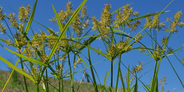 Hartnäckige Problempflanze: Rund 25 landwirtschaftliche Parzellen sind im Kanton Luzern vom Erdmandelgras befallen.  Die Befallsherde sollen nun konsequent saniert werden. (Bild hh)