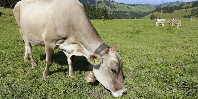 Schweizer Kühe fressen hauptsächlich Raufutter wie Gras. (Bild lid/ji)