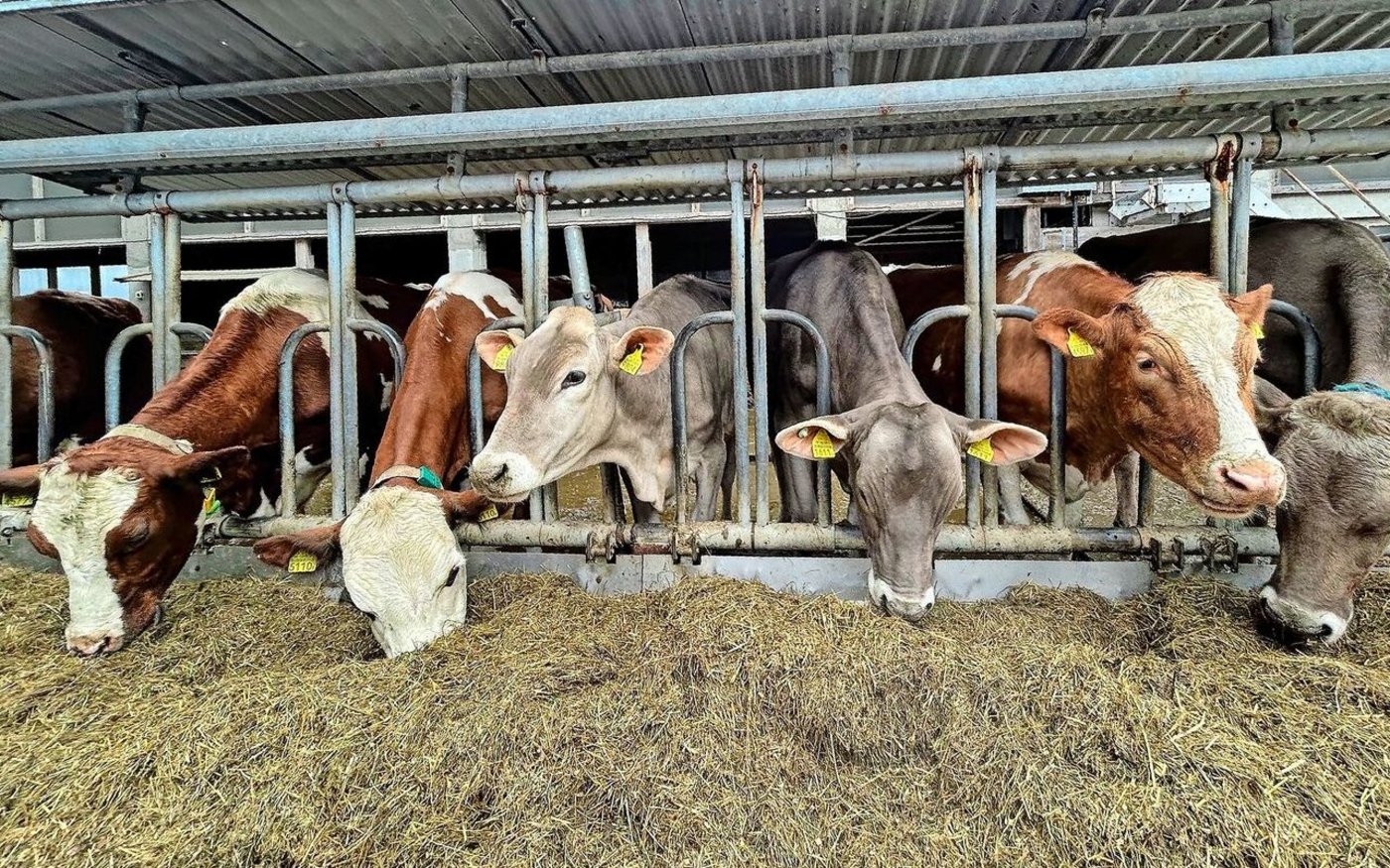 Auch Braunviehrinder sind jetzt auf dem Leimbihof zu finden. Mit den Rindern Helen und Alberta (3. und 4. v. l.) nimmt das Paar am Pizolopen teil. 