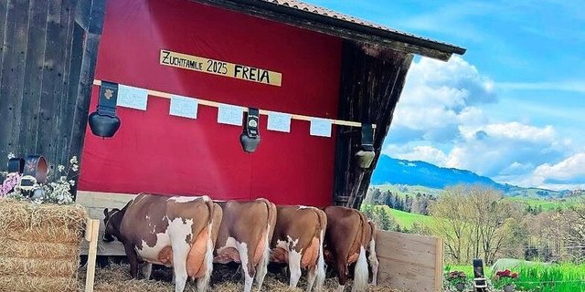 Die starke Zuchtfamilie mit 94 Punkten Pierolet Freia von Florian Nydegger. 