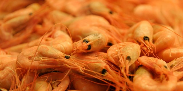 In der Schweiz sollen künftig auch Shrimps gezüchtet werden. (Bild pd)