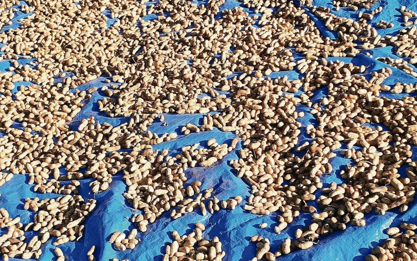 Die frisch geernteten Erdnüsse werden in Handarbeit von der Pflanze abgepellt und müssen anschliessend einige Tage in der Sonne trocknen. Nur so können sie über einen längeren Zeitraum gelagert werden. 