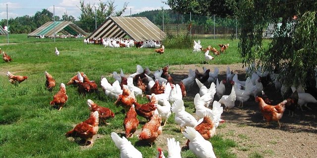 Weisse LSL und Lohmann Brown sind gute Weidetiere und leisten extrem viel. (Bild: Josef Kottmann)