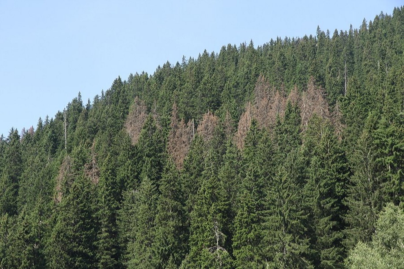 Eine ganze Gruppe befallener Fichten wird als Käfernest bezeichnet. Sobald sich der Buchdrucker fertig entwickelt hat, fliegt er aus und sucht neue Wirtsbäume. (Bild Beat Wermelinger/WSL)