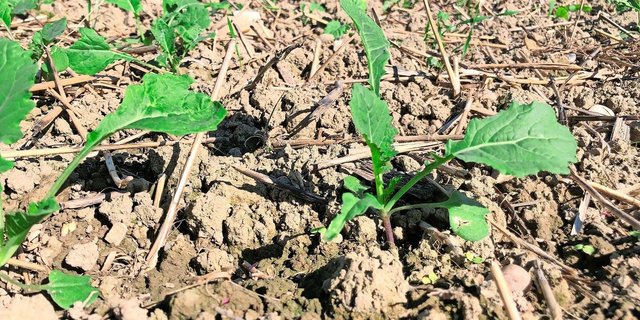 Raps sollte nicht zu üppig in den Winter gehen, zuvor aber gegen Schädlinge bestehen können.