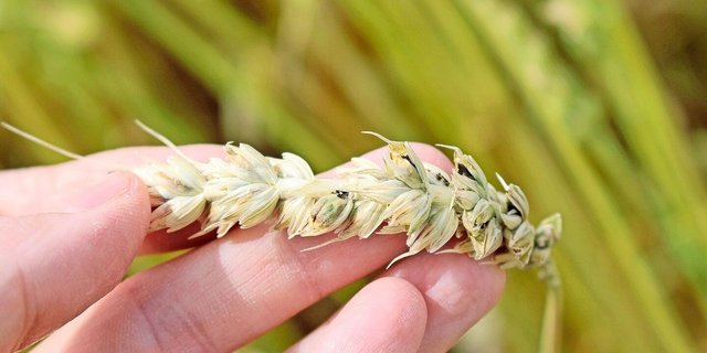 Mit Stinkbrand verunreinigtes Getreide ist weder essbar noch an Tiere verfütterbar.