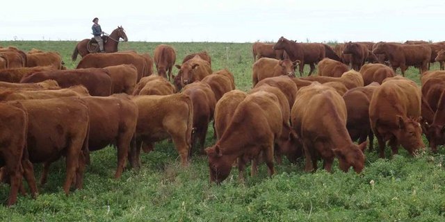 Fleisch ist ein strittiger Punkt bei Mercosur-Verhandlungen. (Bild lid/mr)