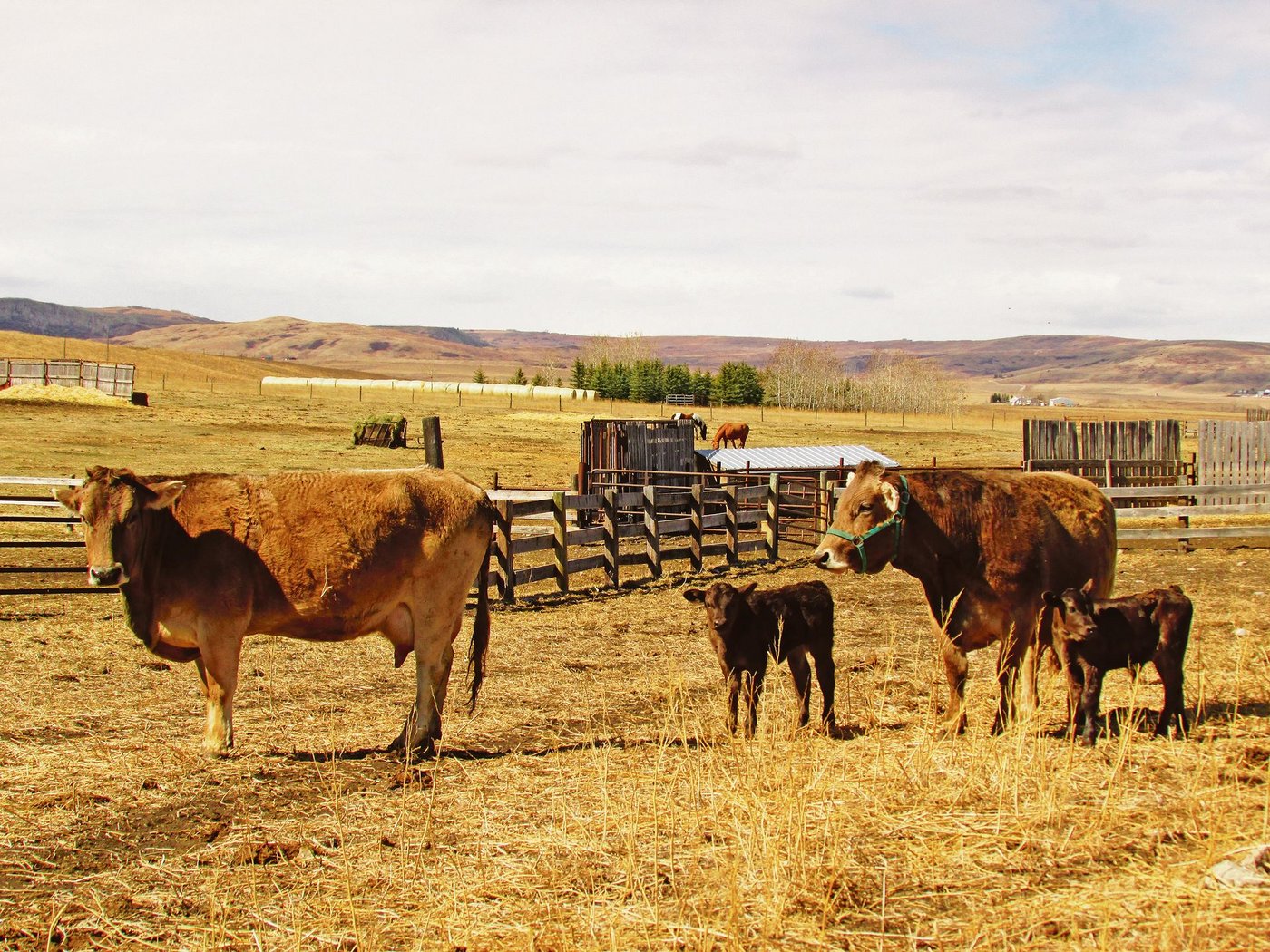 Zuwachs für die Hobbyfarm dank Spende aus der Schweiz: Die Braunviehkühe Yuly und Xena mit ihren Kälbern.(Bild Alexandra Ruckstuhl)