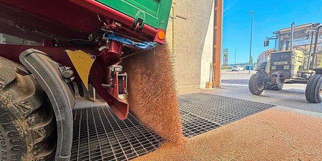 Die Menge an Brotweizen wird nach aktueller Hochrechnung auf 360 000 bis 380 000 Tonnen geschätzt. Der grösste Teil soll backfähig sein. 