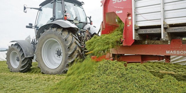 Einbringen von Grassilage in den Fahrsilo.