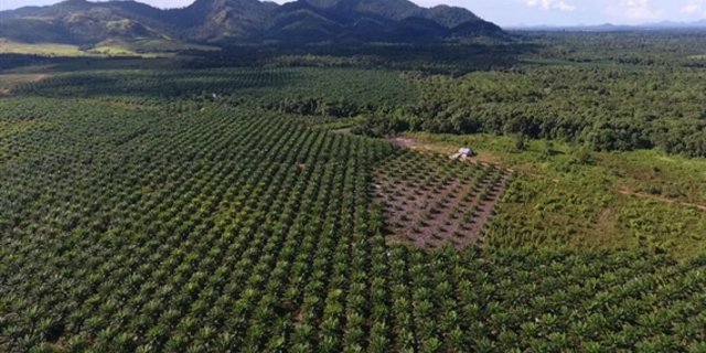 Palmöl-Importe sollen im Freihandelsabkommen mit Indonesien begrenzt werden. (Bild Brot für alle/François de Sury) 