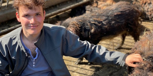 Joel Plüss Wollschweine