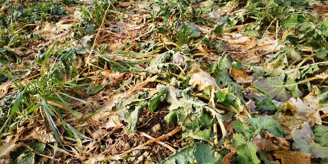 «Der Raps reagiert als erstes auf den Temperaturanstieg. Bei weit entwickelten Beständen sind in den letzten Wochen viele Blätter abgefroren und müssen nun aus dem Vegetationskegel wieder austreiben», sagt Martin Bertschi vom Strickhof Lindau ZH. (Bild Strickhof, aufgenommen im Kanton Zürich)