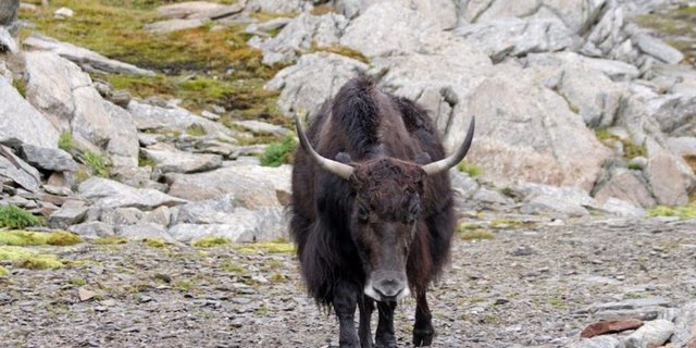 Die urtümlichen Yaks werden auch in der Schweiz gehalten. (Bild Schweizer Yakzuchtverein)