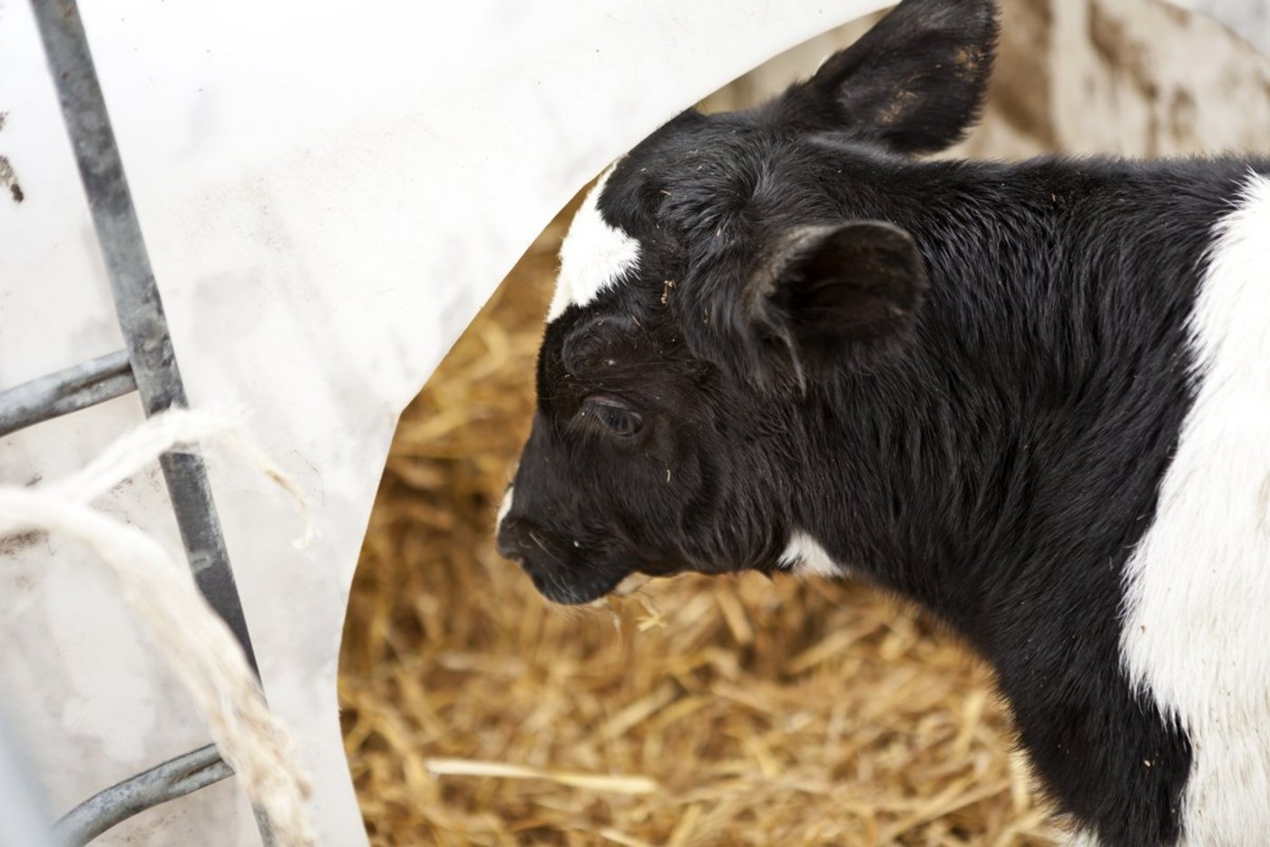 Kälber von Milchrassen geben zurzeit in der Presse viel zu diskutieren. (Bild Harald Schottner / pixelio.de)