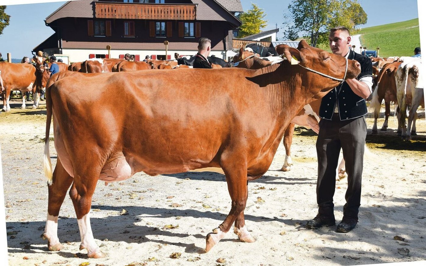 In der Klasse 6 kommt Dürrenmatts Kilian Corina (55 55 98) auf den zweiten Platz. Den Vortritt muss sie ihrer Stallgenossin Ringgeler’s Amor Ondosa überlassen.