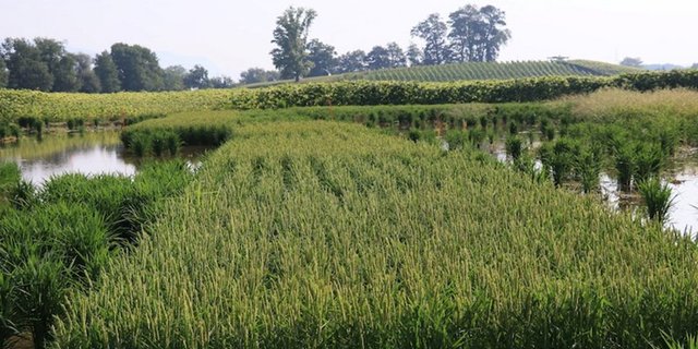 Ob der Reis in Witzwil so gut wächst wie im Bild in Schwadernau, wird sich zeigen. (Bild Agroscope/Kathrin Hartmann)