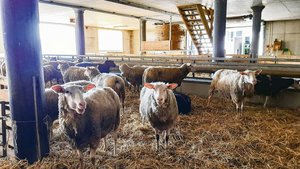Rund 100 Milchschafe Rund 100 Milchschafe leben auf dem Betrieb von Familie Stillhart im Fricktal, Gastgeber am Nordwestschweizer Kleinwiederkäuertag.