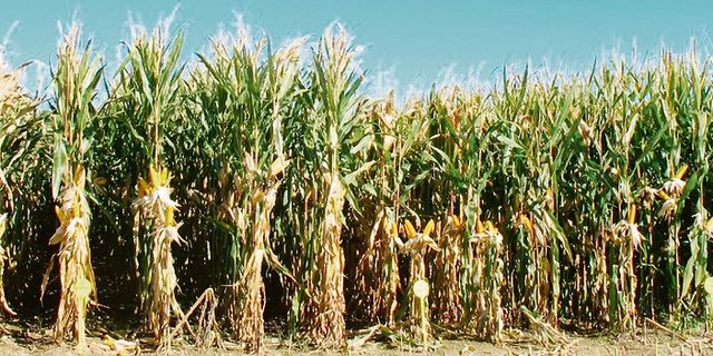 Maissorten werden zunehmend auf «Stay-Green» gezüchtet. D. h. ihre Abreife ist zwar schwerer zu erkennen, weil im Vergleich zu den gewöhnlichen Sorten die Blätter bei der Kolbenreife noch grün sind, ihre lang anhaltende Vitalität bringt aber einige Vorteile. (Bild Fenaco)