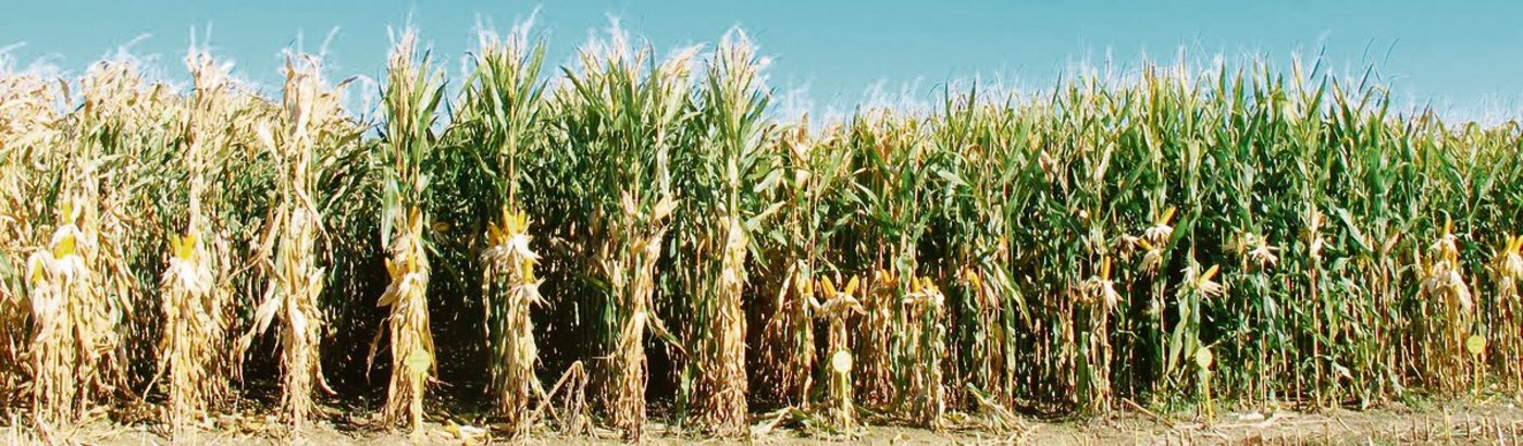 Maissorten werden zunehmend auf «Stay-Green» gezüchtet. D. h. ihre Abreife ist zwar schwerer zu erkennen, weil im Vergleich zu den gewöhnlichen Sorten die Blätter bei der Kolbenreife noch grün sind, ihre lang anhaltende Vitalität bringt aber einige Vorteile. (Bild Fenaco)