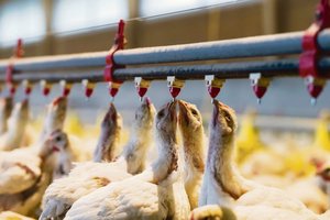 Hitzestress bei Geflügel vermeiden: Die Luft muss in Bewegung sein 26 Tage alte Küken trinken von den Wasserspendern, die an den Rohren durch ihren Stall befestigt sind: Hitzestress belastet bei Geflügel den Kreislauf und kann zu vermehrten Abgängen führen. (Bild Peter Röthlisberger/Fotolord)
