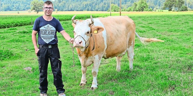Haleika ist momentan Mike Friedlis schönste Kuh im Stall. Für ihn war schon früh klar, dass auf seinem Hof nur reine Simmentaler stehen sollen. Die Freude an dieser Rasse übernahm er vom Grossvater. 