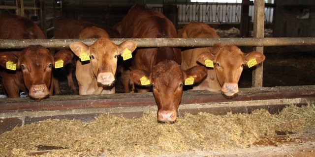 Die Kälber werden von Woche zu Woche teurer. (Bild Hans Rüssli)