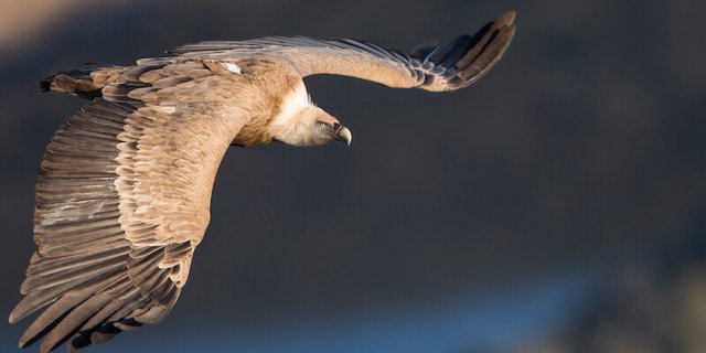 Zurzeit bestehen gute Möglichkeiten, die Greifvögel zu beobachten. (Bild Vogelwarte Sempach / Ralph Martin)