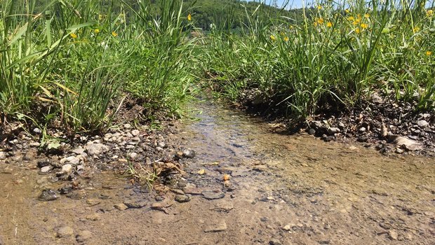 Probleme mit der Trinkwasserqualität sind aus Sicht des 3x-Ja-Komitees nur einer der Hinweise darauf, dass sich die Schweizer Landwirtschaft nicht in die richtige Richtung entwickelt.  (Bild jsc)