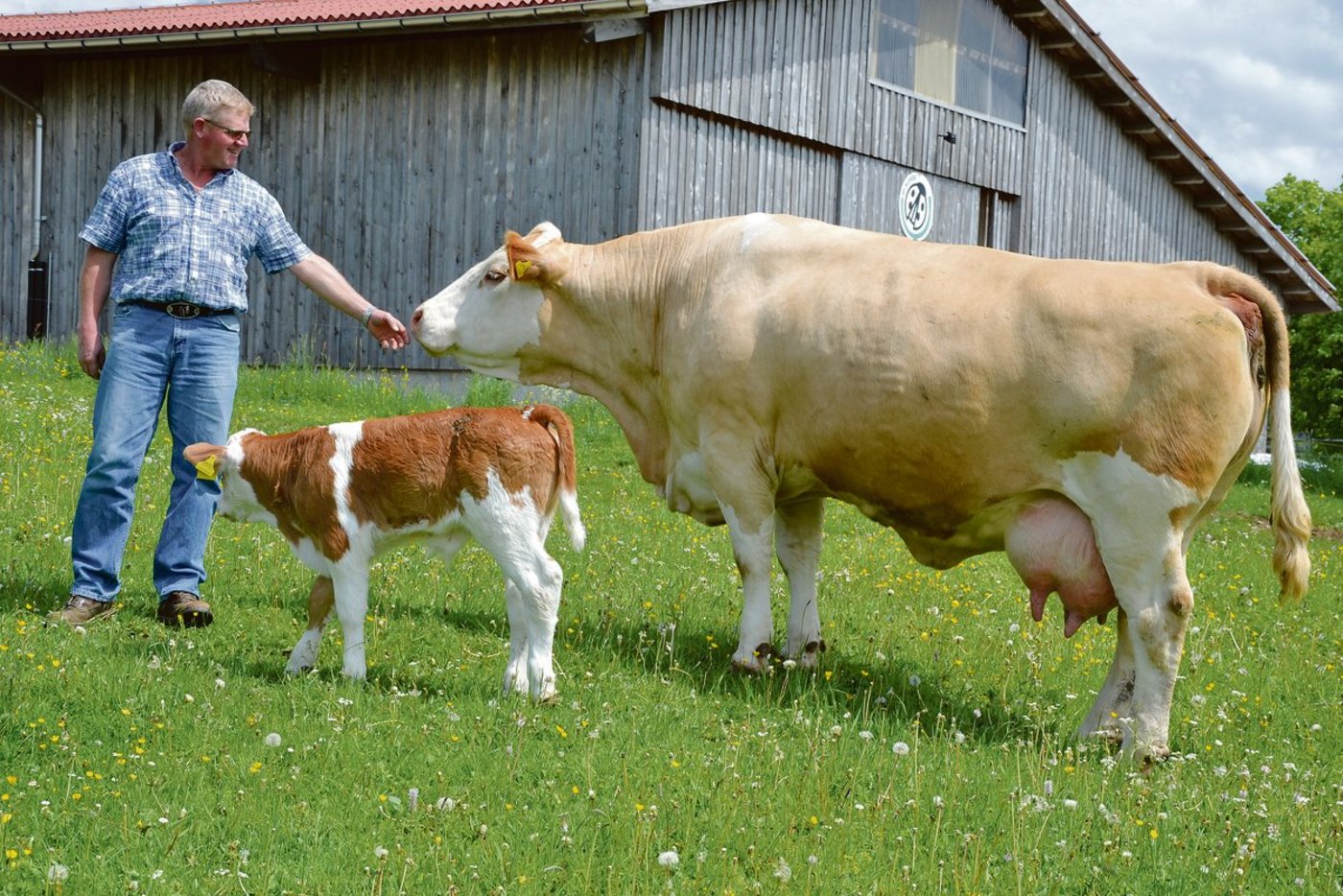 Der Züchter Jakob Fritz zeigt seine Kuh Pepita, eine Dinton-Nautical-Tochter die genetisch hornlos ist. Sie ist auch die Mutter des reinerbigen, hornlosen KB-Stieres Hospice-Giorgio PP. Hier prästeniert Pepita ihr siebtes Kalb. (Bilder Peter Fankhauser)