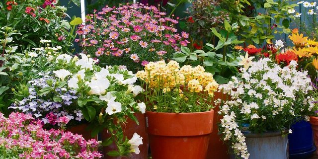 Üppiger Blumenschmuck aus Kübeln. Hinten klettert eine Clematis und begrünt die Wand. 