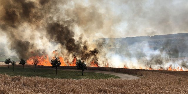 Laut ersten Erkenntnissen wurde das Feuer in Büron beim Arbeiten mit einer Ballenpresse ausgelöst. (Bilder Kantonspolizei Luzern)