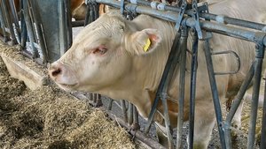 Herausfordernde Behandlung: Kälber, die im Herdenverband leben, sind oftmals weniger zugänglich.