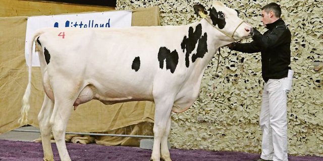 Ein starkes Angebot (Bild von 2023), darunter Elitetiere, und eine treue Stammkundschaft machen die Aargauer Auktion aus.