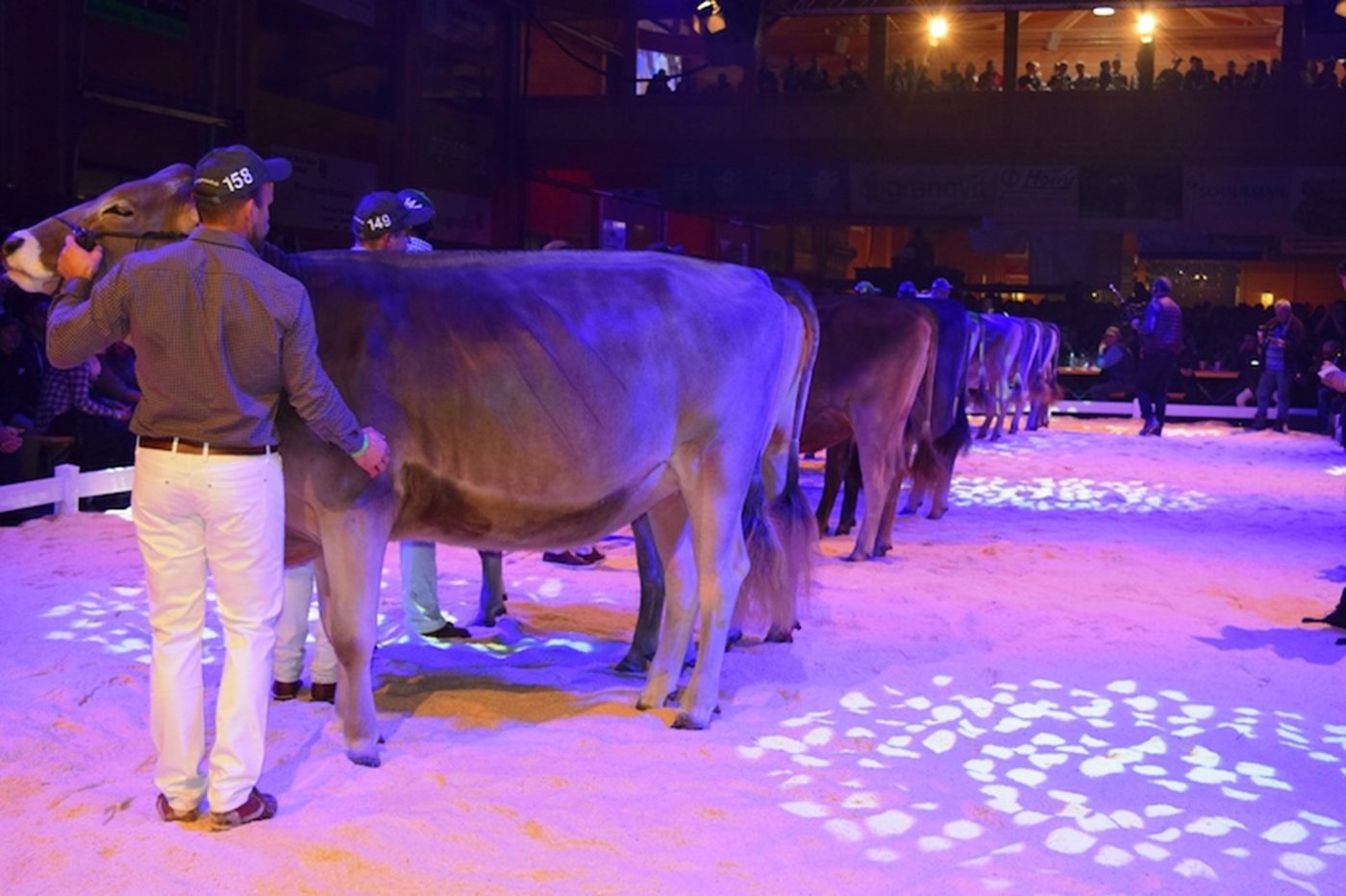 Der GP von Sargans (hier ein Bild von 2019) gilt als erstklassige internationale Rinderschau. (Bild sgi)