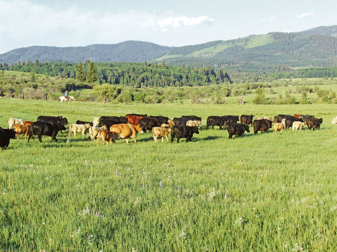 In den Bergen hat es dank höherem Niederschlag mehr Futter und zusätzlich Schatten vor der sommerlichen Hitze. Es gibt aber auch Raubtiere, welche es bei Gelegenheit auf die Kühe und Kälber abgesehen haben. (Bild Markus Ruckstuhl)