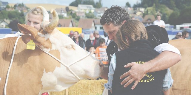 Das vermag Viehzucht zu bewirken:  Philipp Hertig und Tochter Janine liegen sich ob dem Miss-Simmental-Titel ihrer Kuh Wonne weinend in den Armen. (Bild sb)